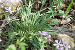 Sticky catchfly